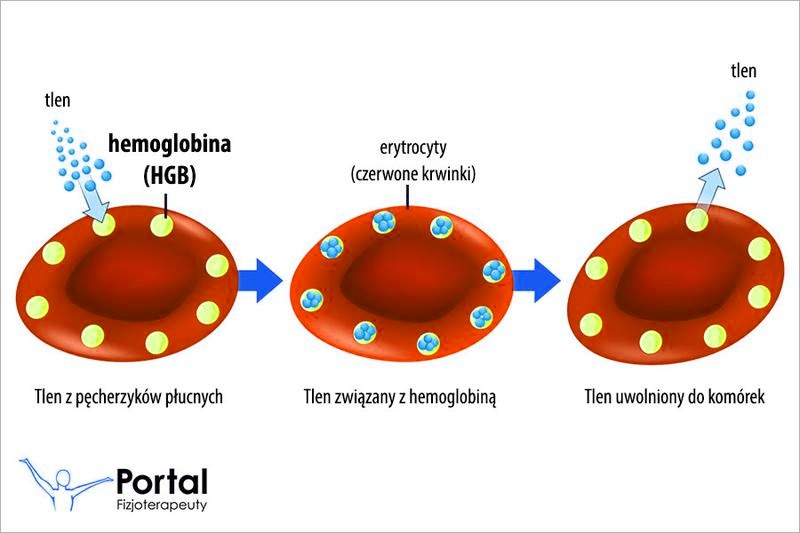 HGB w morfologii – jak interpretować wynik i normy hemoglobiny?