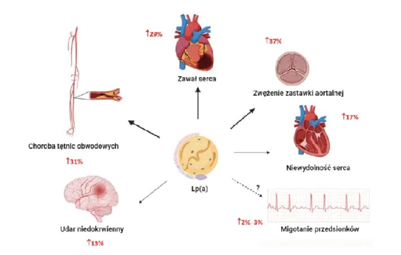 Lipoproteina(a) w diecie
