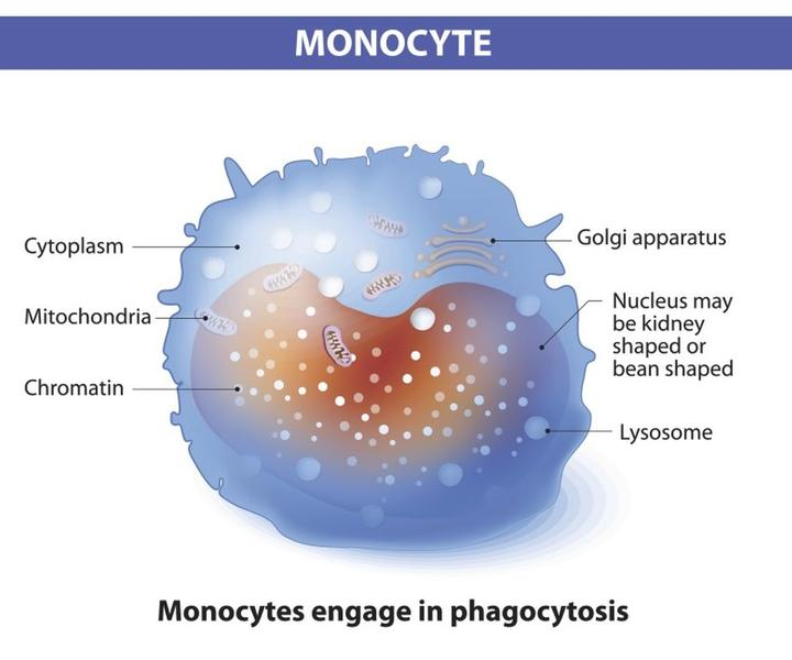 Monocyty w morfologii