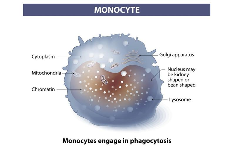 Podwyższone monocyty