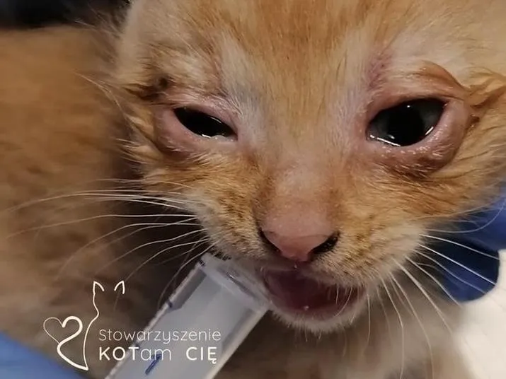 Skuteczne leki na koci katar
